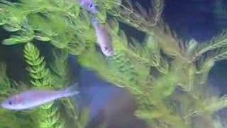 Cyprichromis leptosoma quotMpulunguquot mating [upl. by Handbook]