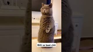 Billi se baat chit 😂funny shorts trending comedy youtube youtubeshorts viralvideo video fun [upl. by Hoffarth]