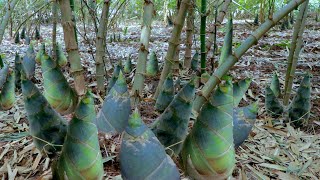 The Best Way To Contain Running Bamboo  The Barefooted Gardener [upl. by Burkhart]