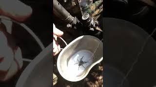 Marines selling pet spiders [upl. by Obala]