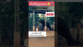 එයාව මෙල්ල කරගන්න තියෙන අමාරුව 💔 Angry Elephant 😠  shorts india srilanka elephant [upl. by Chaille]