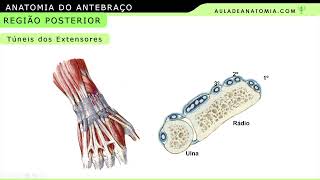 TUNEL DOS EXTENSORES medicina anatomy anatomia anato fisioterapia tratamento fisioterapeuta [upl. by Georgianna]