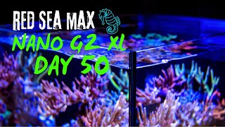 RED SEA MAX NANO G2 XL  DAY 50 [upl. by Paresh]