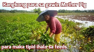 Kangkong para sa gawing Mother Pig halo sa feeds para maka tipid libre sa probinsya [upl. by Meijer]