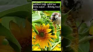 මිනිස්සු වගෙ  නිසඳැස් කවි Sinhala Nisadas [upl. by Hirza]