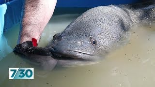 Operation to move fish from Menindee to a healthier part of the Darling River [upl. by Nuli]