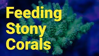 Acropora and SPS Corals Grow Better in Reef Tanks with Regular Feeding amp Amino Acids [upl. by Nils]