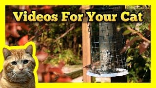 Videos for your Cat  Chickadees [upl. by Osbourne]