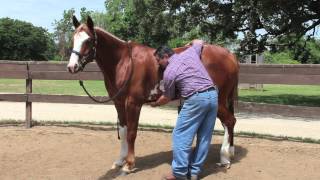 Equine Ulcer Diagnosis by Mark DePaolo DVM [upl. by Cutlerr659]