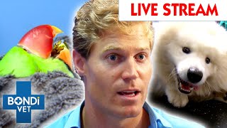 Bondi Vet Extended Cuts Season 2 Watch The Full Season LIVE 🔴 Full Episodes [upl. by Tenay]