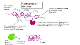 Acetylation AQA Biology A level [upl. by Ataeb]