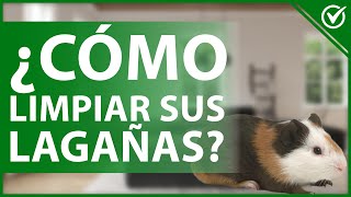 🐹 Cómo limpiarle a un COBAYA las legañas de sus ojos y mejorar su visión 👀🐹 [upl. by Enimaj]