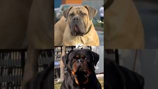 Boerboel vs Rottweiler ytshorts dogbreed youtubeshorts [upl. by Grunenwald]