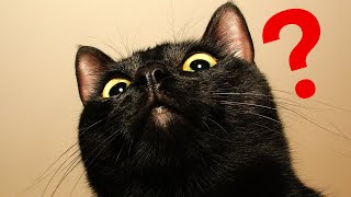 12 Amazing Facts About BLACK CATS [upl. by Aneehsal]