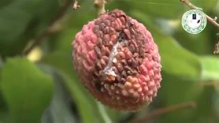 Litchi Fruit burst लीची का फटना बचाव [upl. by Eniamat]