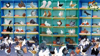 World Biggest and Beautiful Fancy Pigeon Farm  Top Quality Fancy Pigeon Setup  Fancy Kabootar Farm [upl. by Hanway]