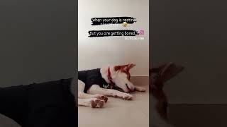 🤣 zudo cutezudotown doglover cutiepiedog funny trending viralvideo doglover pets cute [upl. by Yhtnomit440]