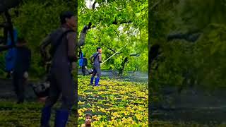 Watch This lf you Have A Bad day Harvest Ziziphus jujuba Mill fruit shorts video [upl. by Legyn]