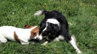 border collie vs jack russel [upl. by Ecnarretal284]