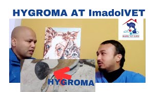 Dog Surgery Hygroma imadolveterinaryclinic Chapter 7 [upl. by Orwin]