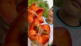 Mamey Sapote buah viral fruits amazing [upl. by Yllac]