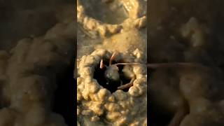 Why Is The Crab Making Sand Balls 🤔 facts viralvideo shorts [upl. by Liederman]