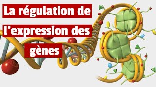 La régulation de lexpression des génes [upl. by Laenahtan]