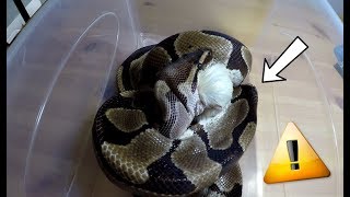 Mon Python avec la MALFORMATION attaque et mange un rat [upl. by Lleira]