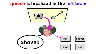 Brain Lateralization The Split Brain [upl. by Devlen]