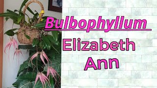 Bulbophyllum Elizabeth Ann в цвету с запозданием почти на 6 месяцев [upl. by Cioffred]