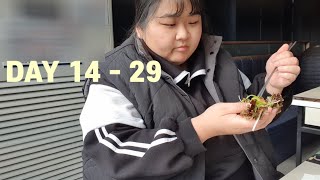 111kg 연말 새해 식단기록 치킨 낫또토스트 고기 무한리필집 농사일돕기 2024 버킷리스트 vlog [upl. by Edric]