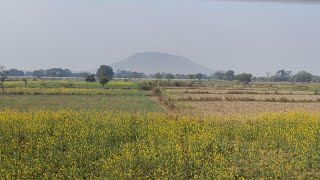 Beautiful Mustard Flower Fields seen in Train journey Uttar Pradesh [upl. by Uv]