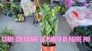 Come coltivare LA PIANTA DI PADRE PIO Zamioculcas [upl. by Goodill]