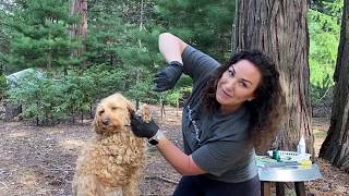 How to Groom Your Labradoodle  Tutorial [upl. by Lednor]