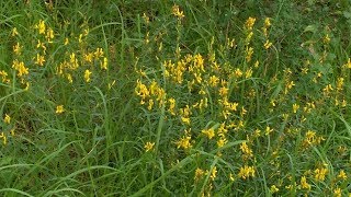 Genista tinctoria medicinal herb [upl. by Johnath]