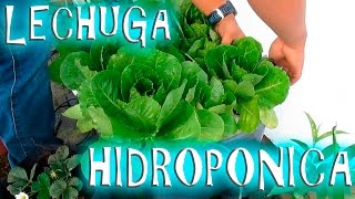 Cultivo Hidroponico de Lechuga casero fácil  México Verde [upl. by Hardner]