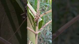 Longhorn beetles 🇨🇷 Costa Rica [upl. by Anier774]