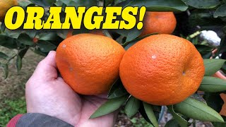 🍊GROWING ORANGES IN THE SOUTH 🍊 AND SOME GREAT ADVICE 🌳 SATSUMA ORANGES IN ZONE 8 [upl. by Nodab71]