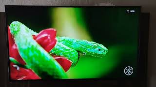 UM POUCO SOBRE MINHA NOVA SMART TV 4k LG 43UR7800PSA [upl. by Walter]