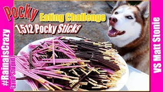 Pocky Eating Challenge vs Matt Stonie  1512 Pocky Sticks  Yamibuy  RainaisCrazy [upl. by Maurise88]