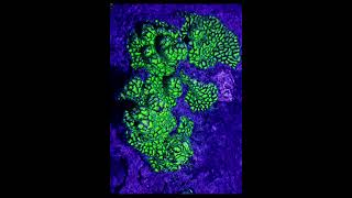 Corals on UV light [upl. by Hcirdeirf316]