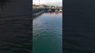 GIANT Thresher Shark spotted in Wellfleet Harbor 🦈 sharks shark [upl. by Agnew]