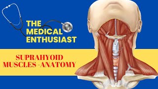 Suprahyoid Muscles  Anatomy [upl. by Liamsi475]