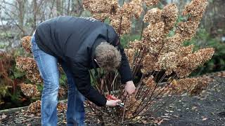 How to prune a Hydrangea paniculata [upl. by Ettener]