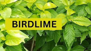 All about Birdlime  How to Grow Pisonia Alba [upl. by Aneekas]