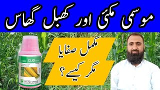 How to control Cynodon dactylon Khabbal Grass in Maize  Bilal Kanju Official [upl. by Ocramed]