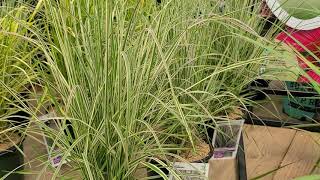 Calamagrostis Overdam Reed Grass  Beautiful upright EASY to GROW long season grass [upl. by Fusco]