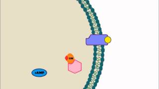 Signal Transduction Animation [upl. by Napier]