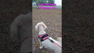 Lake DeQueen Adventure AR goldendoodlelovers camping outdoors vacationfishing family [upl. by Mattland641]