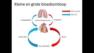 Kleine en grote bloedsomloop [upl. by Sammie]